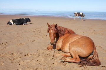 A horse and cows lie on the sandy shore of the White Sea, basking in the sun.
