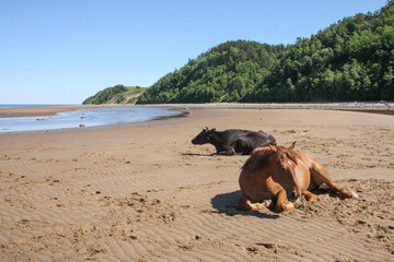 A horse and cows lie on the sandy shore of the White Sea, basking in the sun.