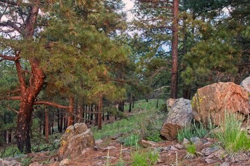 Large boulders dot a pine covered hillside during the early morning light.