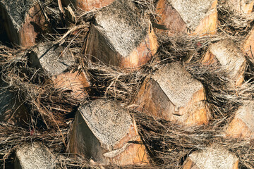 Borassus flabellifer,Sugar palm in garden