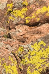 Yellowish lichen cover large boulders on the top of a mountain.