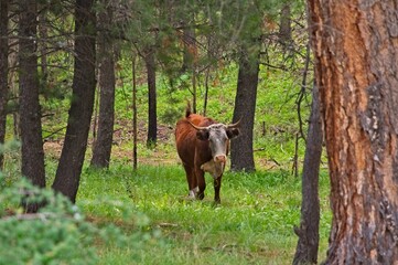 A red and white cow with large horns walked through the trees in a New Mexico valley.