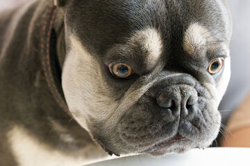 Portrait of a dog of breed french bulldog close up