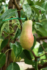 Ripe pear hanging from the branch of a pear tree, in the raindrops