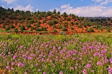 A mix of wildflowers grow in a New Mexico valley surrounded by low rocky hills while puffy white clouds blanket the blue sky.
