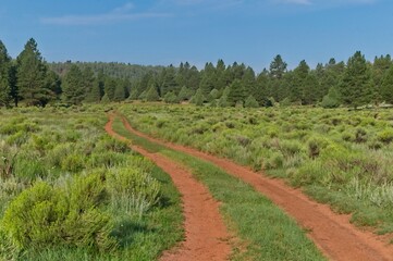 Obraz premium A dirt road runs through the scrub brush and off into the forest leading to the low mountains beyond.