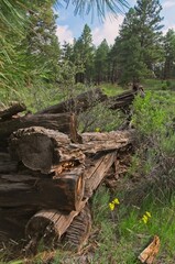 An old log structure is rotting away at the edge of a New Mexico meadow.