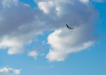Barn swallow (Hirundo rustica) in flight under a cloudy summer sky
