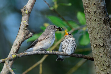 Spotted flycatcher feeds a chick // Grauschnäpper füttert Jungtier (Muscicapa striata) 