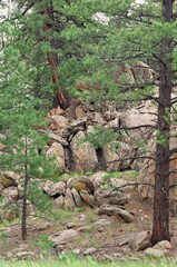 Pine trees surround a pile of boulders in a New Mexico meadow.