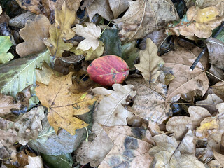 fallen leaves