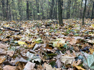 fallen leaves