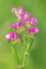 Macro shot of wavyleaf sea lavender (limonium sinuatum) flowers in bloom