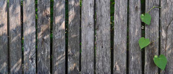 A fence made of old boards with green leaves of a climbing plant