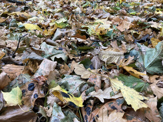 fallen leaves