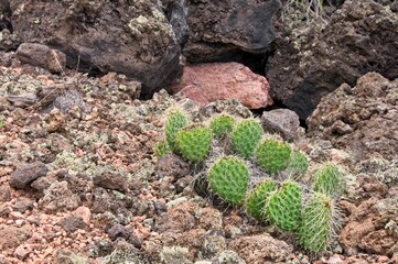 Prickly Pear cactus grows wild on the edge of a lava field in New Mexico.