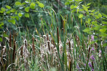 cattails gone to seed in a pond marsh