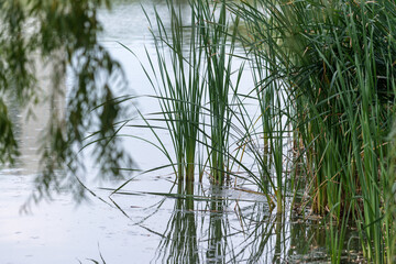 reeds in the water with out of focus willow branches and the shadowy outline of a building (left)