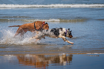 Delightful dog having fun at the beach