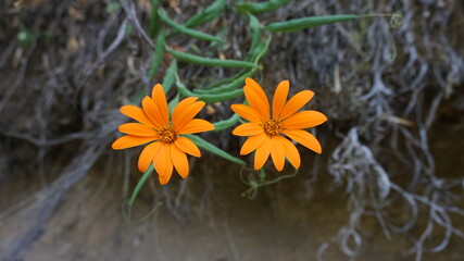 Flores de color naranja