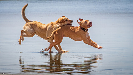 Fototapeta na wymiar Delightful dog having fun at the beach