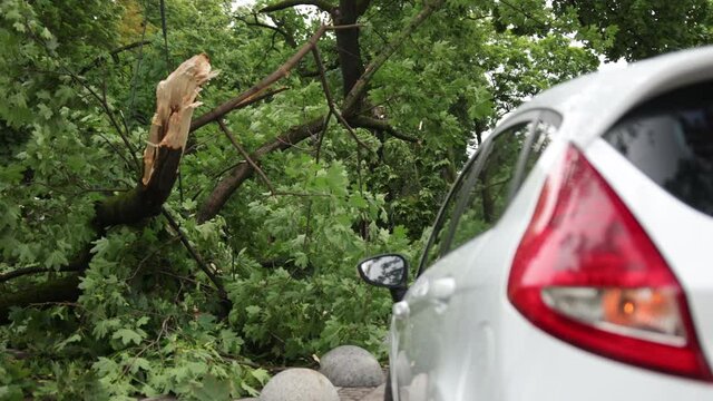 Car accident vehicle crashed into wood. Car crushed tree on top it wood split