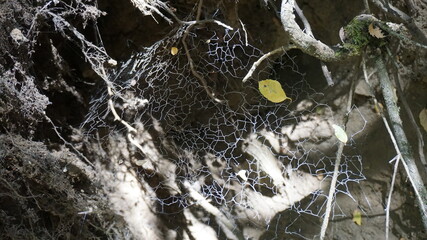 Telarañas en la naturaleza