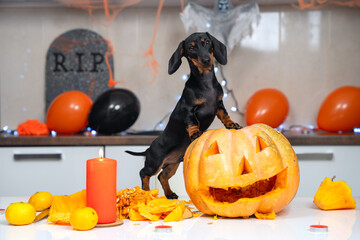 Funny playful dachshund puppy put his paws on ripe pumpkin, he is in the process of making a lantern with big sharp knife to decorate apartment for Halloween party.