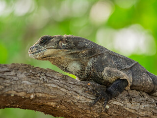 Iguana del caribe mexicano tomando un descanso en medio del sol 