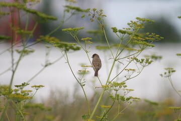bird on the grass