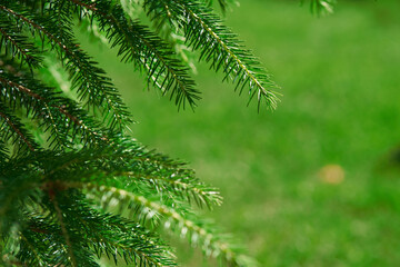 A branch of a green spruce in close-up.Selective focus. Copy space. High quality photo