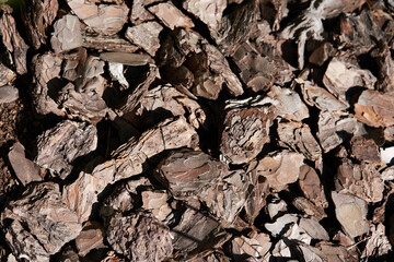 The texture of the wood of the bark of a coniferous tree . High quality photo