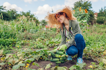 Young woman farmer harvesting cucumbers in garden. Gardener picking vegetables in basket. Growing healthy food