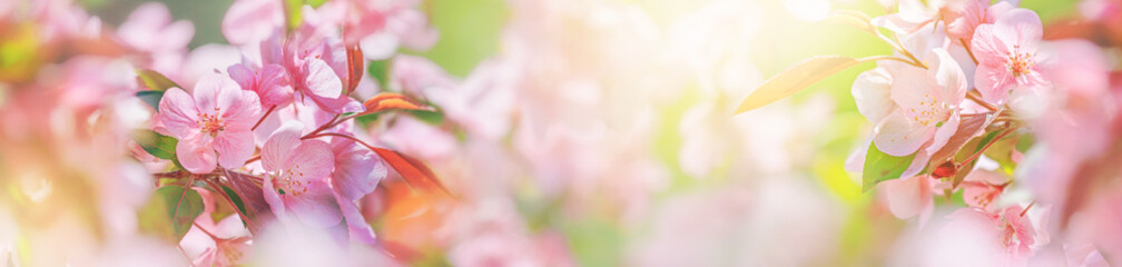 Fototapeta premium Spring background, panorama - pink flowers of apple tree on the background of a blooming garden. Horizontal banner with space for text