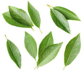 collection of cherry leaves on isolated white background