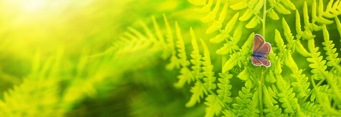 Female of common blue butterfly on green foliage of fern in summer forest. Horizontal banner with...