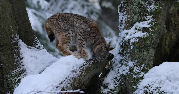 Lynx cub in winter. Young Eurasian lynx, Lynx lynx, plays in snowy beech forest. Beautiful wild cat in nature. Animal with spotted orange fur. Beast of prey in frosty day. Habitat Europe, Asia.