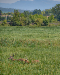 Vitoria-Gasteiz, Spain - 21 Aug 2021: Red Deer in the Saliburua nature reserve on green belt land near Vitoria Gasteiz, Basque Country, Spain