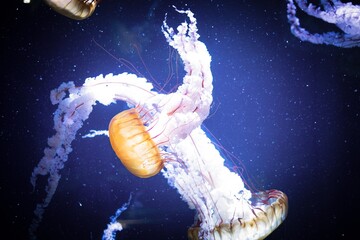 jellyfish