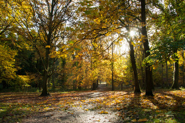 Autumn trees and leaves in the woodlands, 