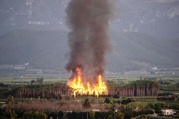 Forest fire in a palm grove with big flames