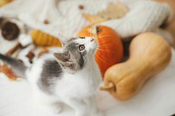 Cute kitten portrait on background of autumn leaves, pumpkin, cozy sweaters on white wood. Adorable white and grey cat in fall room. Pet and autumn season. Happy Thanksgiving and Happy Halloween
