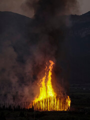 Obraz premium Forest fire in a palm grove with big flames