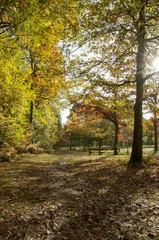 Autumn trees and leaves in the woodlands, 