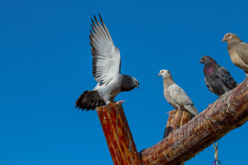 Pigeons on blue sky background, Turkey