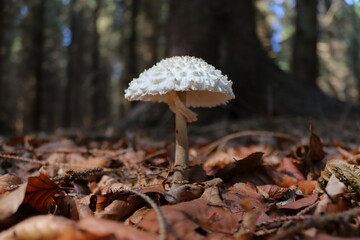 mushroom in the forest