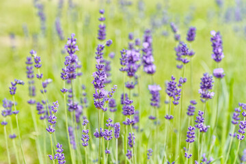 Lavender flower head close up. Bright green natural background.
