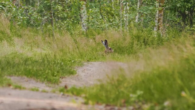 Wild rabbit eats green grass in the forest, hare with long ears in the grass