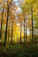 Autumn trees and leaves in the woodlands, 