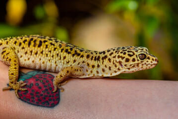 Leopard gecko, Pakistani fat-tailed gecko, Eublepharis macularius